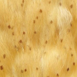 Photo Textures of Animals Skin